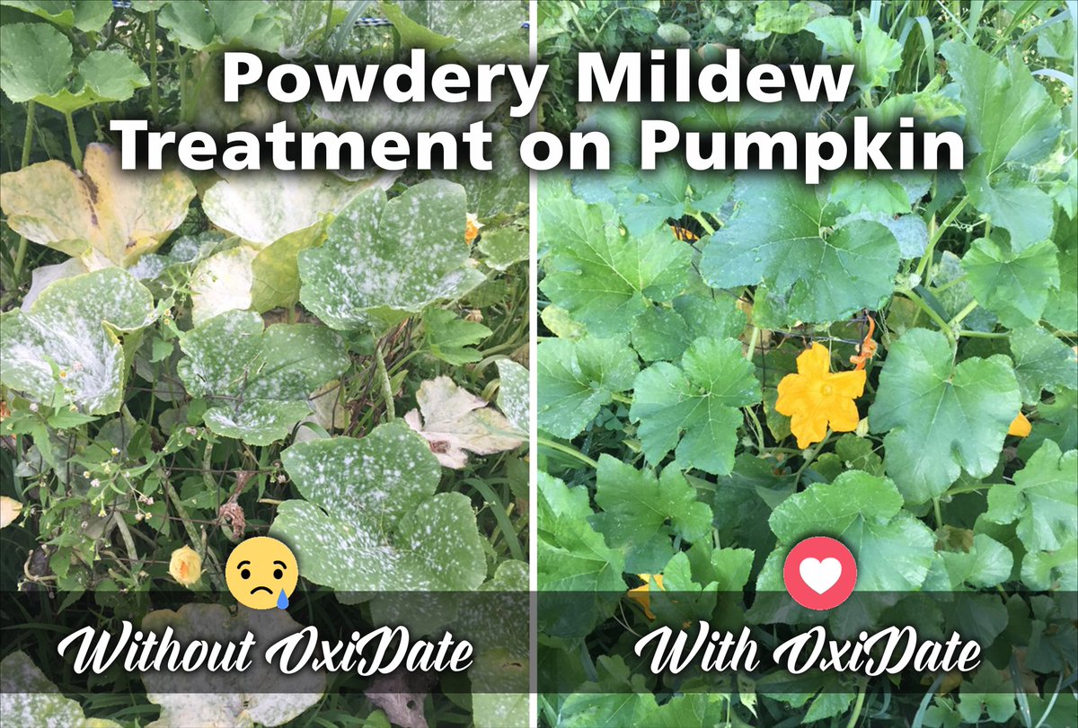 BioSafe_Systems's tweet photo. Another great transformation with #OxiDate. ✨🌿Before pictures treated at night around 8 pm, after pictures taken around 5 am the next day. https://t.co/3K3kZeoas2