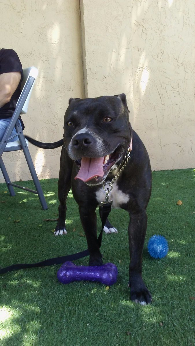 Helen_Exner's tweet photo. My favorite South Florida dog rescue updated its Twitter id. It's now @EvergladesDogs. Please consider adopting a pup! Below is Norman. :) https://t.co/6414ryXluo