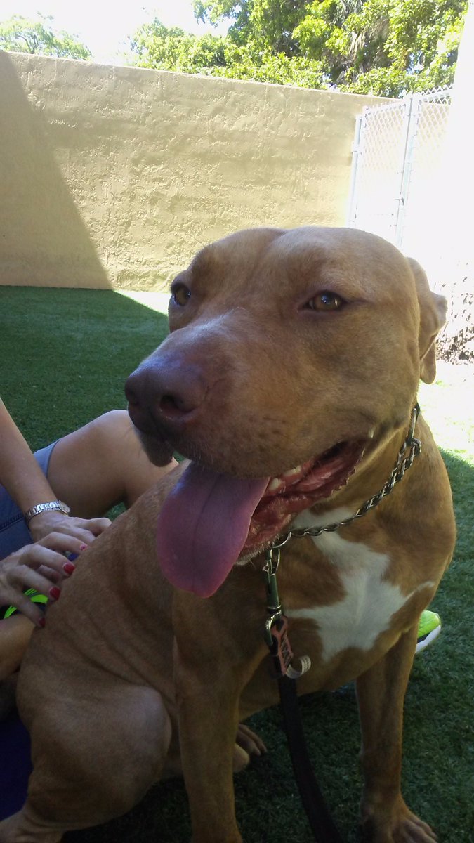 Helen_Exner's tweet photo. A doggie who lights up when you rub his belly- -Walter! He needs a home! @EvergladesDogs https://t.co/rFjqkoZFye