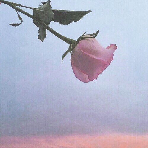 selena as roses (@rosesaselena) on Twitter photo 