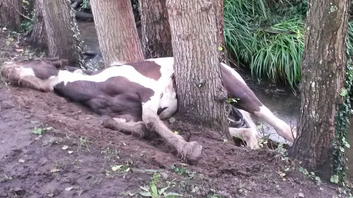 HFRSanimal's tweet photo. 12H Pony mare fallen and trapped between trees. Crews and Animed vet manipuled out and moved to paddock for recovery without any injuries. https://t.co/nwzjKPXXxv
