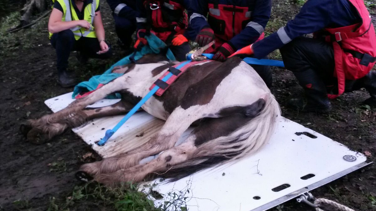 HFRSanimal's tweet photo. 12H Pony mare fallen and trapped between trees. Crews and Animed vet manipuled out and moved to paddock for recovery without any injuries. https://t.co/nwzjKPXXxv
