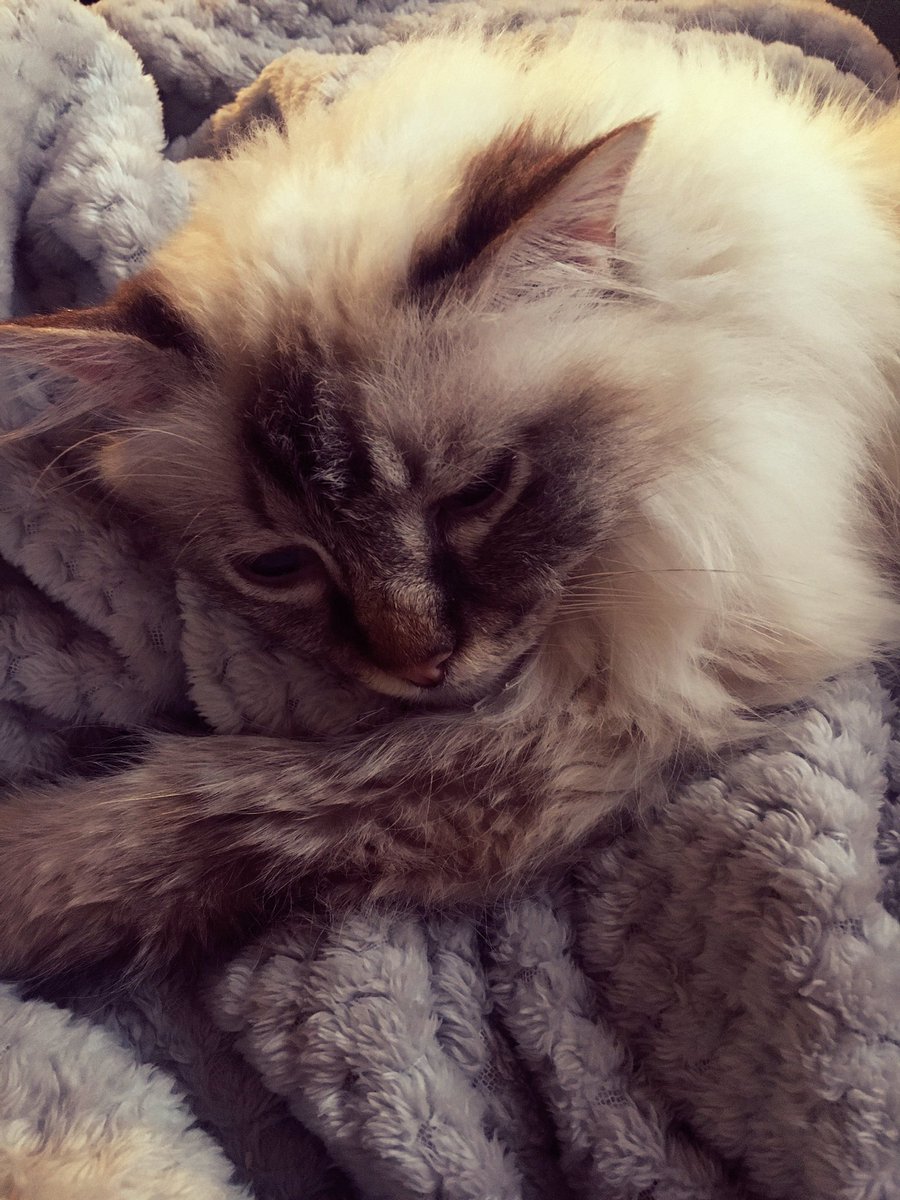sliceandserve's tweet photo. Binge sesh of Dicte. Me and my poor little sickie-cat. She makes my heart so full. Love her much. #keepinghersafe #spinsterwithcats https://t.co/6vwCyyX690