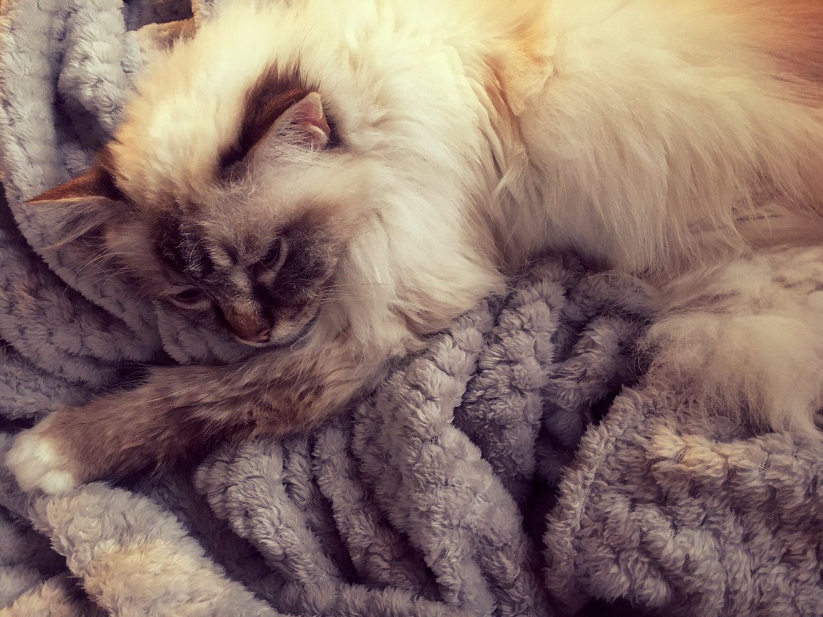 sliceandserve's tweet photo. Binge sesh of Dicte. Me and my poor little sickie-cat. She makes my heart so full. Love her much. #keepinghersafe #spinsterwithcats https://t.co/6vwCyyX690