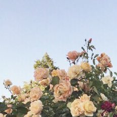 selena as roses (@rosesaselena) on Twitter photo 