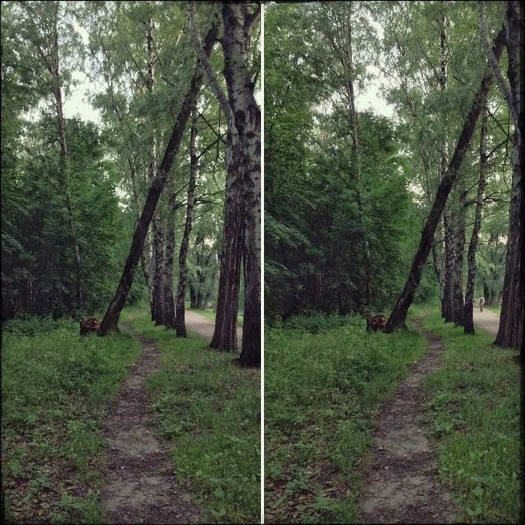 UhuBeobachter's tweet photo. #StereoPair #StereoScope #StereoPhoto #parallelstereo #СтереоФото #СтереоПара #Стереоскоп 🌳 #Сокольники #Sokolnik… https://t.co/dfxS5pZYMy https://t.co/hTkvm9iJfp