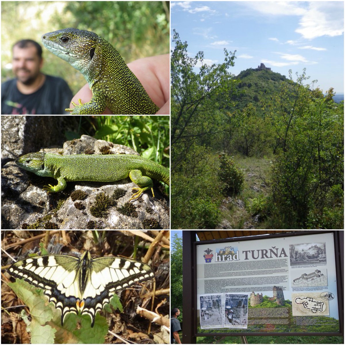 MrTraszka's tweet photo. NW Slovakia - #krast almost like the Balkans, #herptrip with dr Majlath - a lot of green #lizards, #butterflies & very hot @izpuls @akuksu https://t.co/2RGG2VPd1A