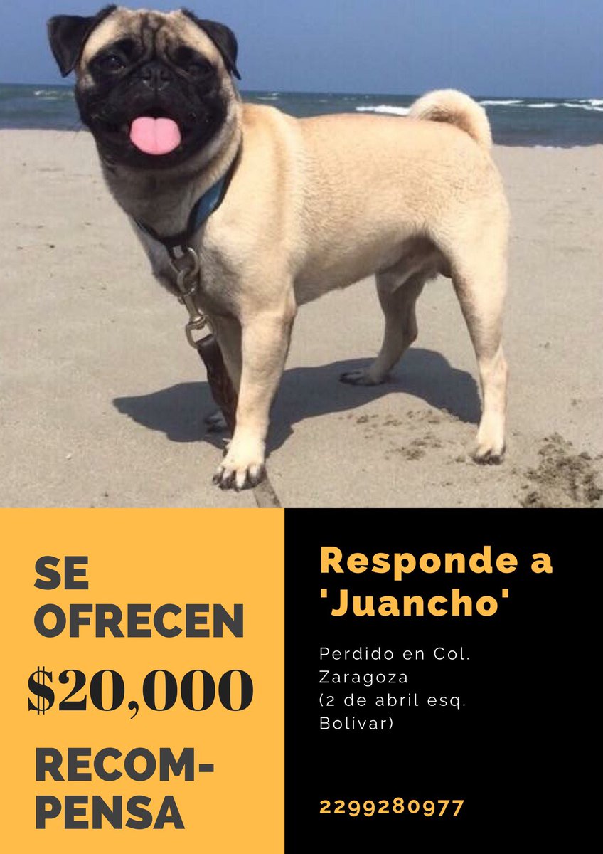 manuelcano_'s tweet photo. Responde a Juancho comparte!!! #veracruz #pug #perdido #recompensa https://t.co/rfYz6l3rO1
