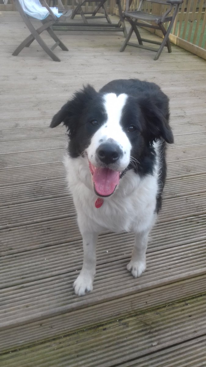fimberloof's tweet photo. @BCTGB Glasgow gang trying to steal my toast😊 https://t.co/22i8Wk0X2E