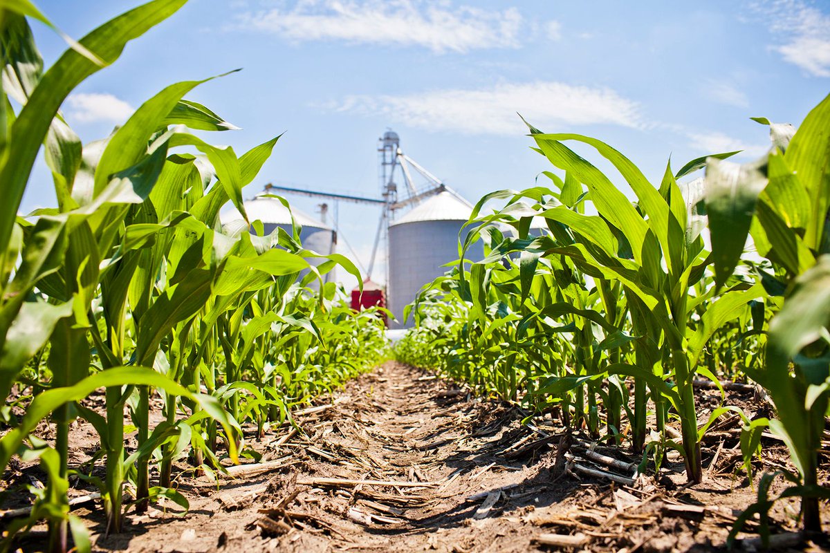 AgFunder's tweet photo. #Crop Conditions Keep Dwindling as Summer Progresses https://t.co/djHIj2Avxg #crop2017 https://t.co/s1okNuXFNj