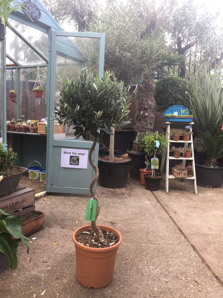 Norfolk Olive Trees tweet media