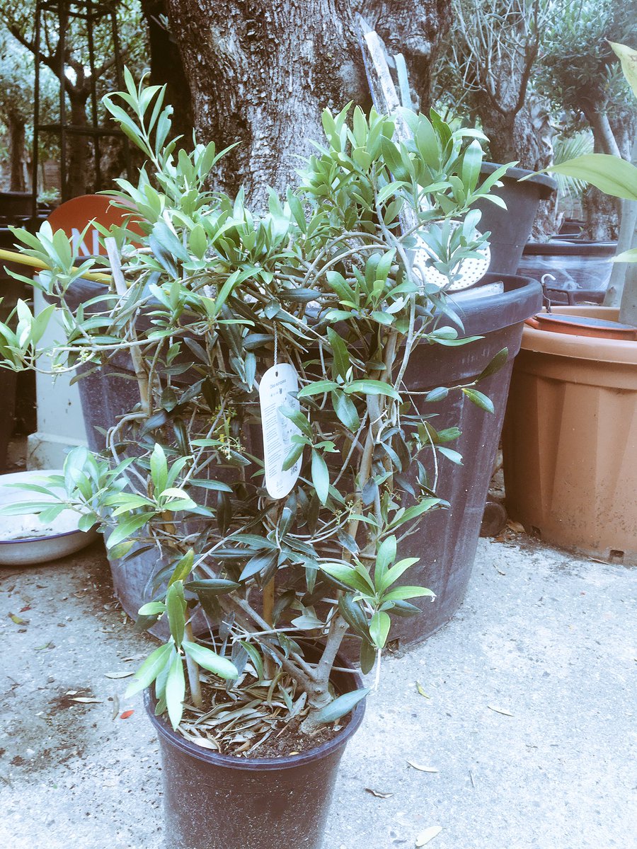 Norfolk Olive Trees tweet media