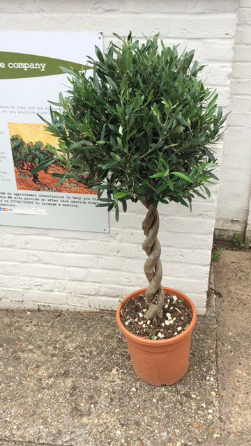 Norfolk Olive Trees tweet media