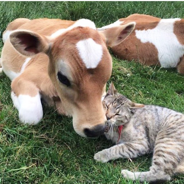 thelittleidiot's tweet photo. Good morning. Be one less person hurting animals. https://t.co/egO7OT96WO
