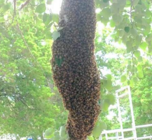 MerlinsPest's tweet image. Check out our blog on getting rid of bees. merlinspestcontrol.com/how-to-get-rid…