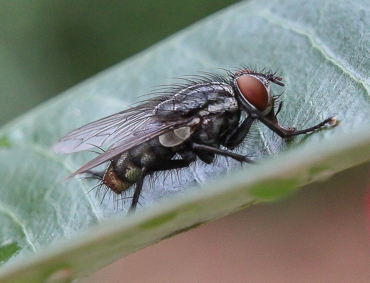 pawpawpatch4's tweet photo. #CanonFavPic #fly #macro #canon #canonusa @CanonUSAimaging #canonphoto https://t.co/SKzPH2R9pA