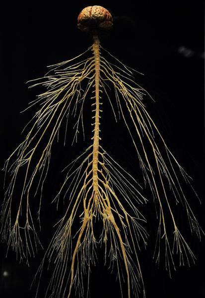 CAOosteopathy's tweet photo. Read about: The Central Nervous, Peripheral Nervous System, Somatic Nervous System &amp; Autonomic Nervous System: https://t.co/9PS1llUnlZ https://t.co/fy8ibBia6d