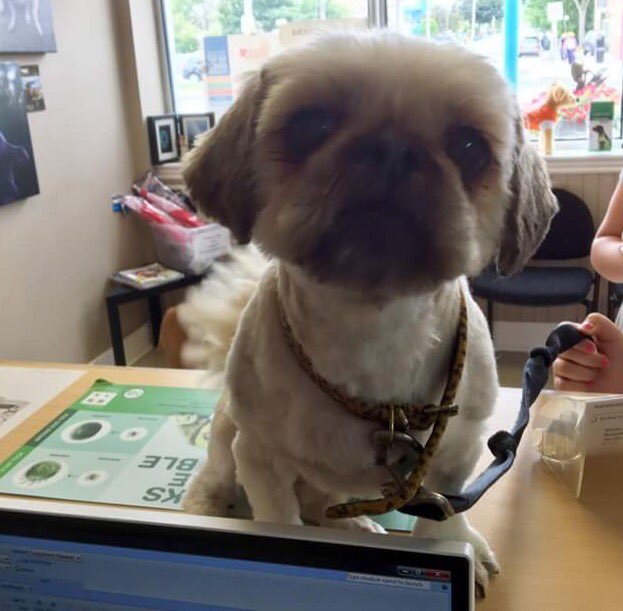 PetfindToronto's tweet photo. Please help. Rt2unite. https://t.co/wDIQYFCHRH