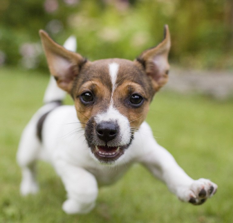 GGOODLAW's tweet photo. A dog bite can lead to rabies or tetanus infection. Immediate #medical care is needed. #staysafe #whendogsattack #dogbites #medicalattention https://t.co/ngHc6JO82B