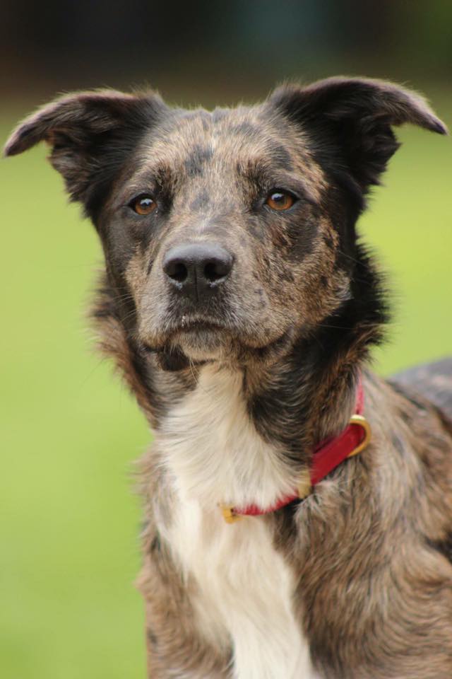 CruftsMerchShop's tweet photo. Congratulations to Wizz winner of #DogOfTheDay  #dogsoftwitter #wednesdaywisdom https://t.co/0IgQeOdPxy https://t.co/AwkfvumjIN