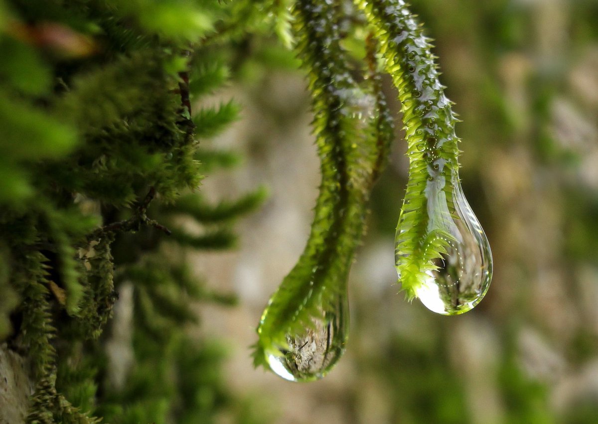pawpawpatch4's tweet photo. #CanonFavPic #canoncamera #macro #moss #dewdrop @CanonUSAimaging #photography #green #canonusa https://t.co/3IPxDyJIiu