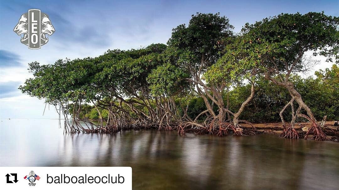 ClubesLeoD1's tweet photo. Día internacional por la defensa del Manglar 🦁 #leo #weserve #panama #environment #manglares https://t.co/eWa7dSAbSs