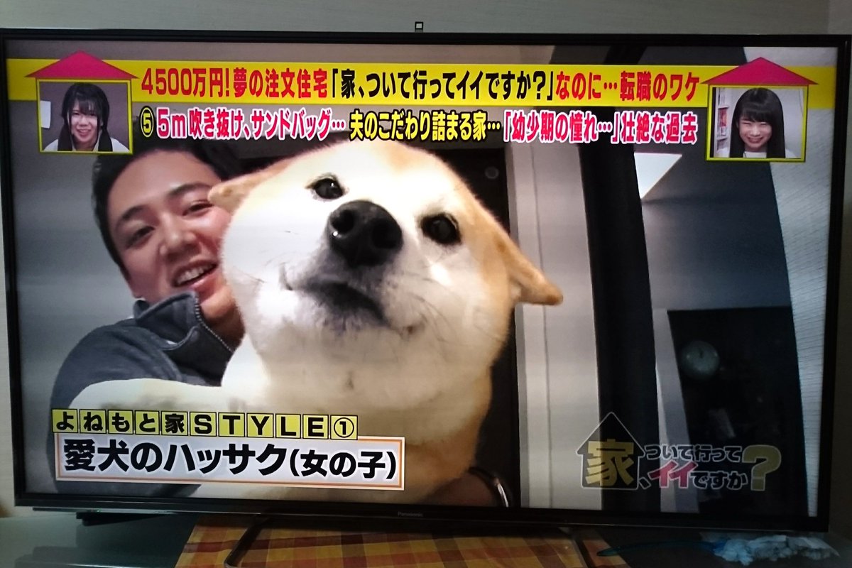 豆柴ビーン على تويتر 幸せそうな柴犬 ちょいちょい見切れてくるから インタビュー全然入ってこんかった 笑 家ついて行ってイイですか 豆柴ビーン على تويتر 幸せそうな柴犬 ちょいちょい見切れてくるから インタビュー全然入ってこんかった 笑 家ついて行ってイイですか