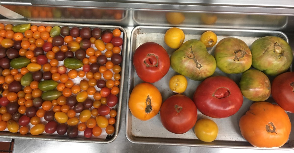 Our favorite dish of summer: heirloom tomatoes w/ Grilled Onion-Parmesan Bread Salad, Almonds, Aged Balsamic, Basil, Extra Virgin Olive Oil.