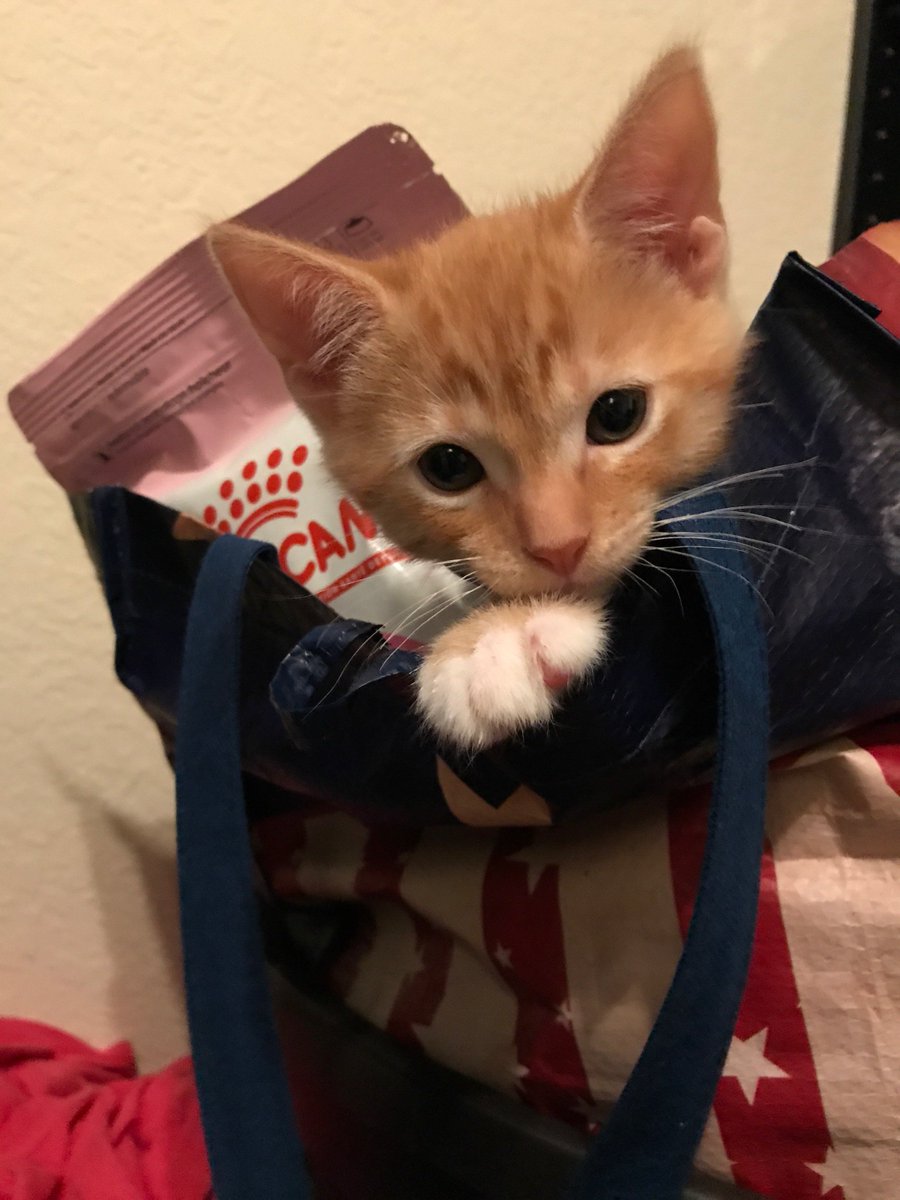 SuckMyJules's tweet photo. Perry is in now in 2nd place!
Only 900 points behind from 1st place. Please keep voting 💖
https://t.co/400gzPHWph https://t.co/OPCOjIwHz4