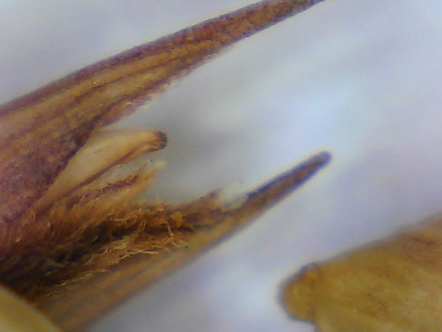 kmbisd's tweet photo. Switchgrass seed head magnified
@SciThai @Tashman_STEAM @ESC11Science @FridayTracy #BRITtrc https://t.co/fiyZRBMFZv