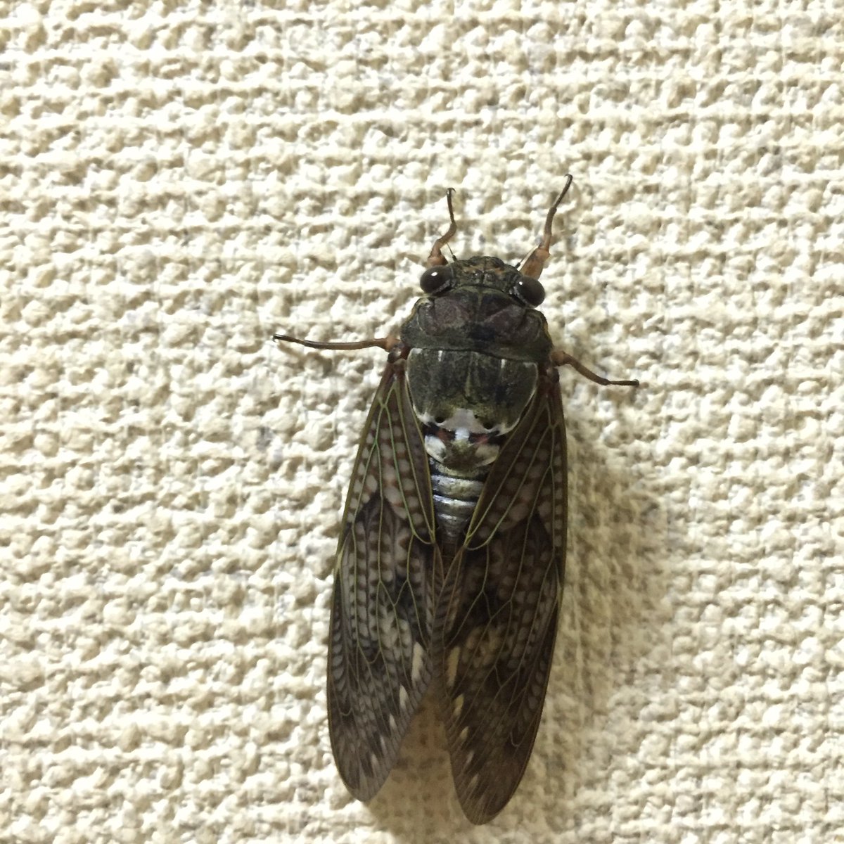 雫 Twst別垢 ありのままを話す 今帰宅して 階段登って部屋のクーラー入れてふと振り返ると でかい デカい ゴキブリ 思わず息止まるけど 良く見たらセミでした って え セミ なんで え な え ど どどどどどいこと え 部屋の窓開けないん