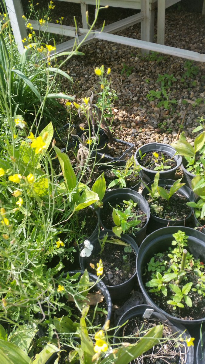 kaydynmason's tweet photo. #JS123 @lovegolborne @_GreenEvents @grenfellsupport @Portobello6 @WestwayTrust @healthfinder @NDChampions @greenseedHQ @NHTTour #community https://t.co/WkIbeqX8DF