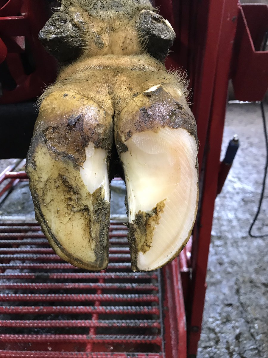 Tamar_Hoofcare's tweet photo. A day full of routine trims, working hard with producer to get results!
#ratemytrim https://t.co/8yLdSmq5gN