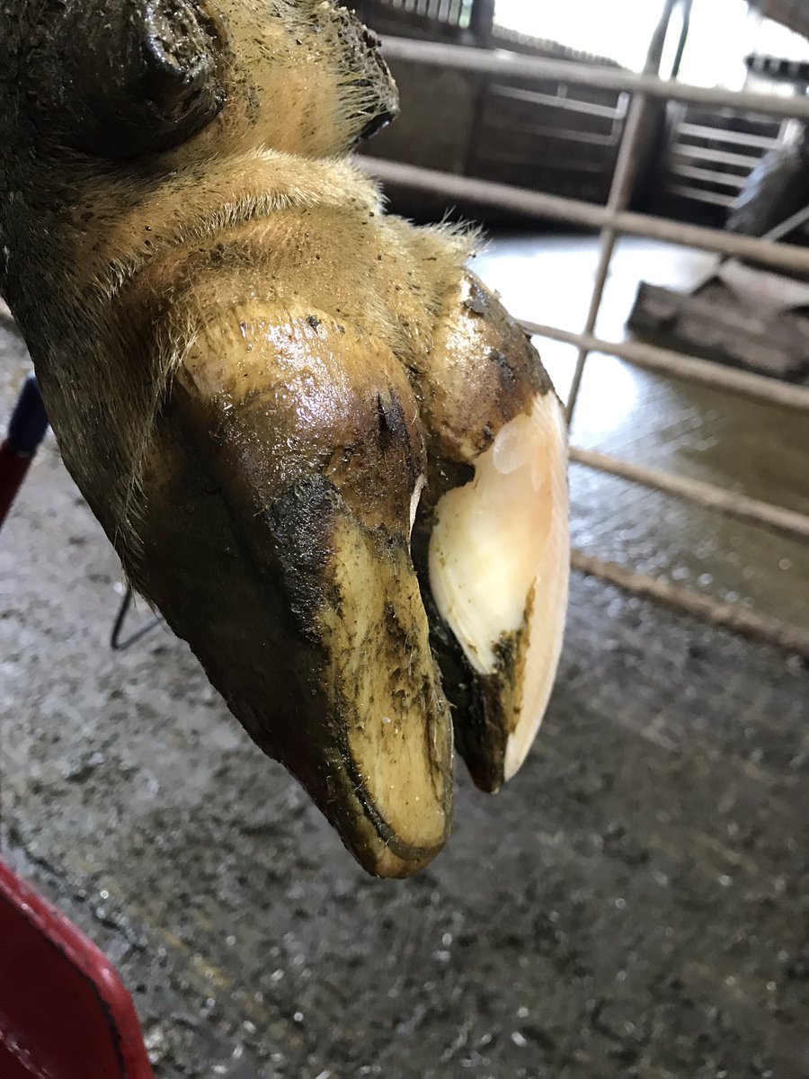 Tamar_Hoofcare's tweet photo. A day full of routine trims, working hard with producer to get results!
#ratemytrim https://t.co/8yLdSmq5gN