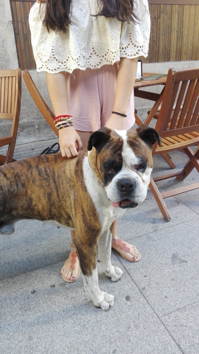 CeciiFB's tweet photo. ACABAMOS DE ENCONTRAR A ESTE BEBÉ PERDIDO EN PONTEVEDRA, SI LO RECONOCES O CONOCES AL DUEÑO MD! ✌ https://t.co/6SVejC16eD