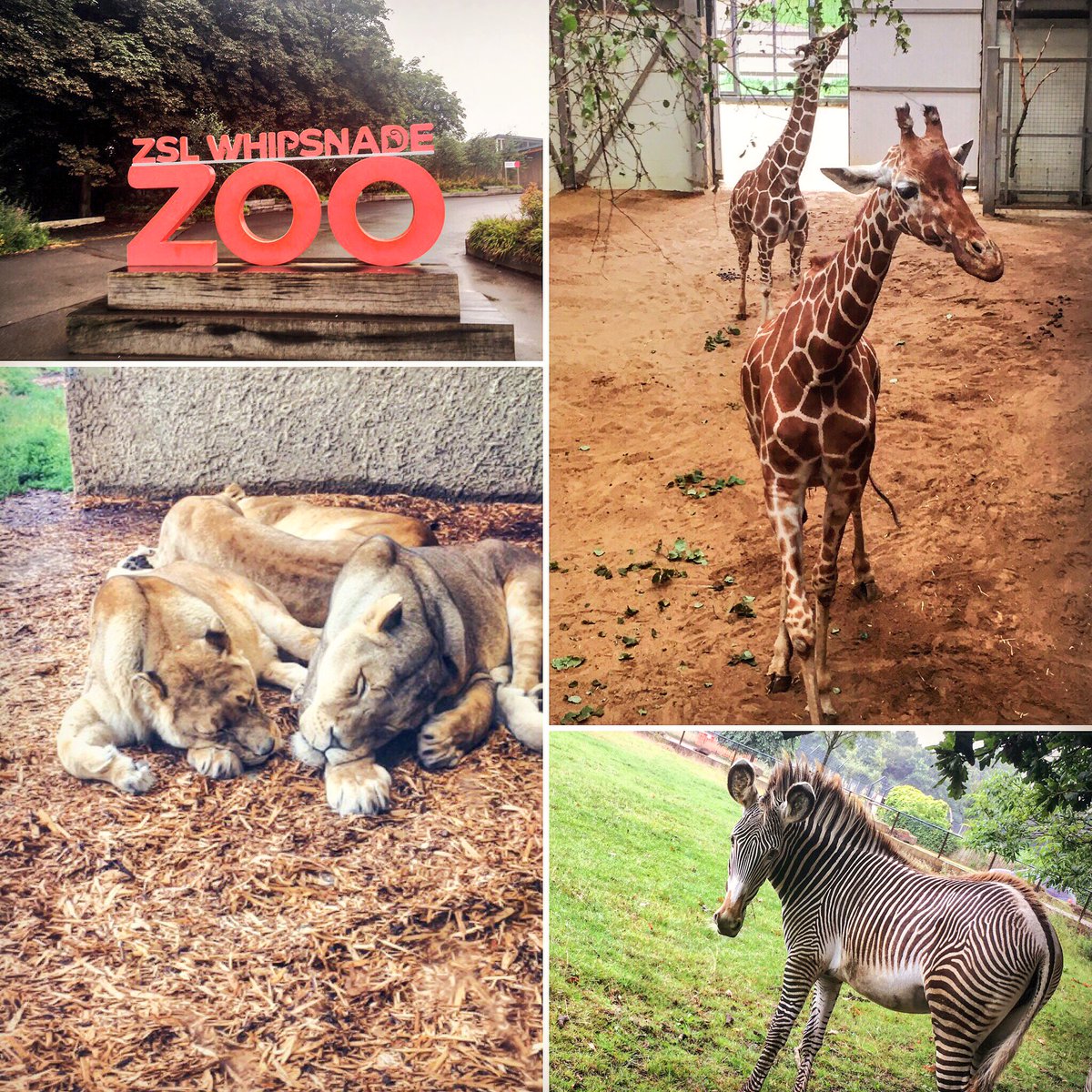 ABCEventsLtd's tweet photo. What an amazing place ๐ฆ๐๐๐
๐ช๐ง@ZSLWhipsnadeZoo #eventprofs #dubstable #RainyDay #animalpose https://t.co/AGOMLs9wNW