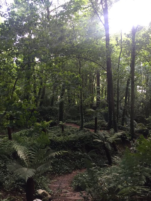 Magical woods https://t.co/65htxOnwWN<a href="/tag/trumpkin"class="tags"><span>#trumpkin</span></a>