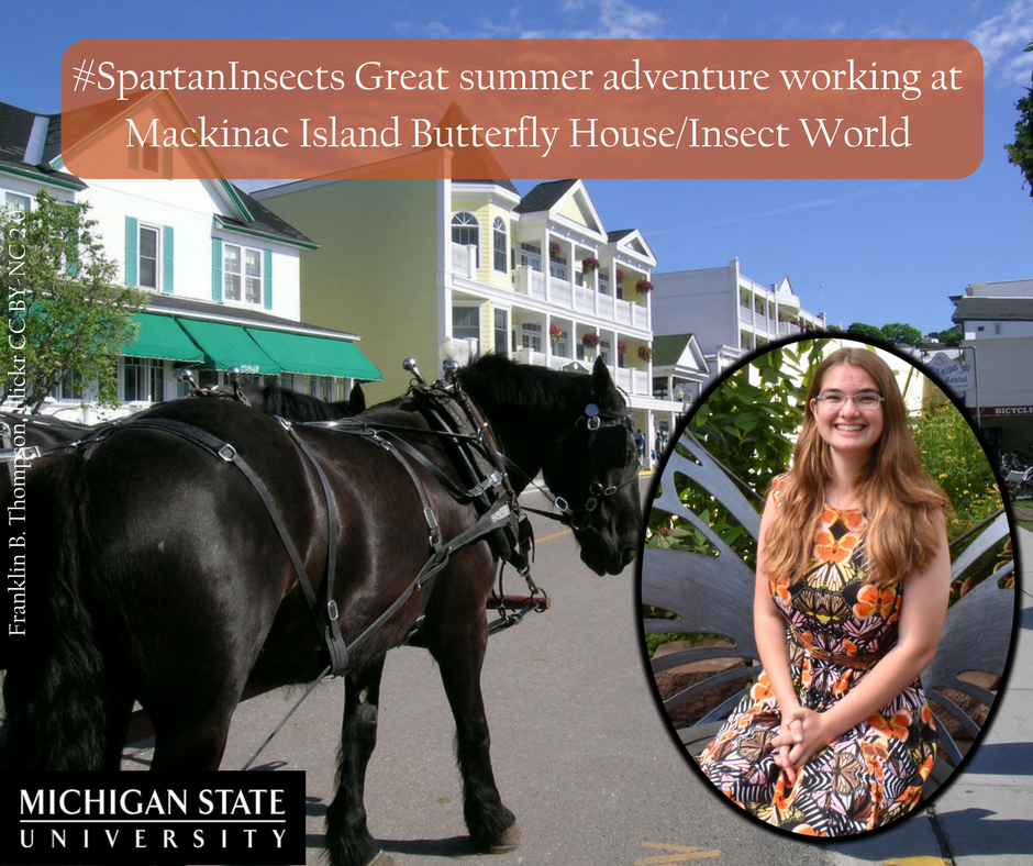 Entomology undergrad Anne Johnson’s #MSURoadTrip means working <a href="/TheOriginalMIBH/">The Original MIBH</a> on Mackinac Island bit.ly/2h3xajZ #SpartanInsects