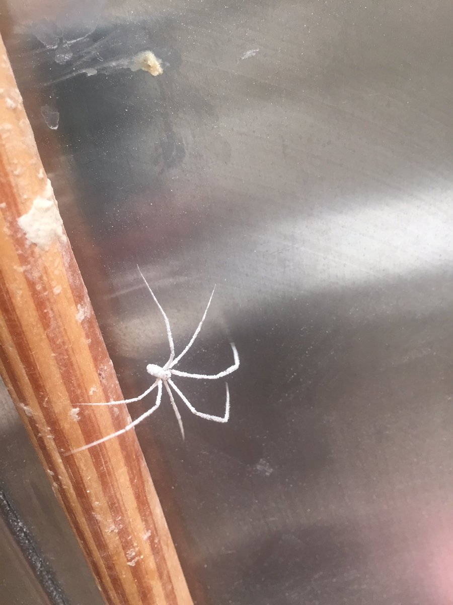 cmagee475's tweet photo. Had a run in with a super rare #ghostspider 🕷 https://t.co/s7uSLDJEDX
