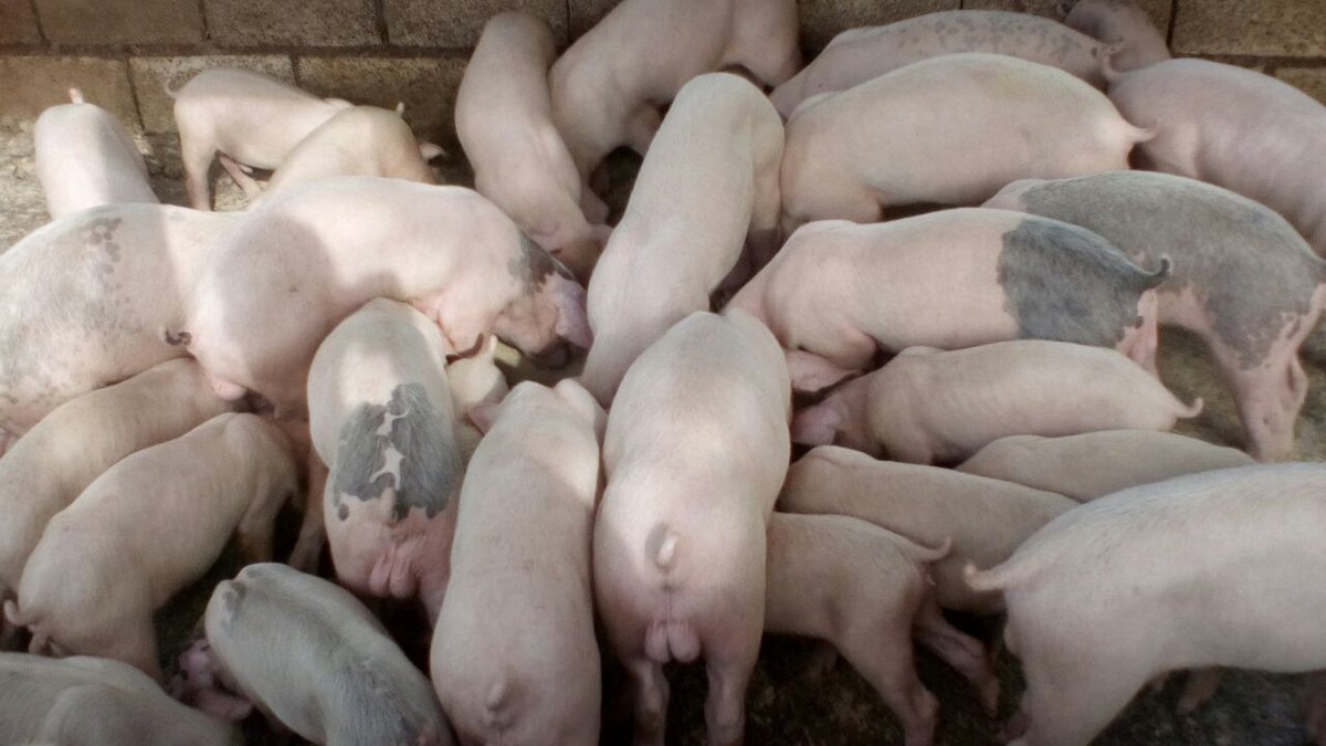 eEarthgroup's tweet photo. Look at these fat ones 😍😍
#piggies #eEarth #evolving #everything #ecommerce https://t.co/THwhrGligx