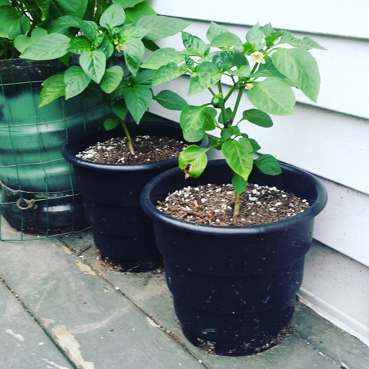 Best pepper by far this year grow in <a href="/RootMaker/">RootMaker</a> containers #rootmaker #peppers #containers #organic #wisconsingardener #wisconsin