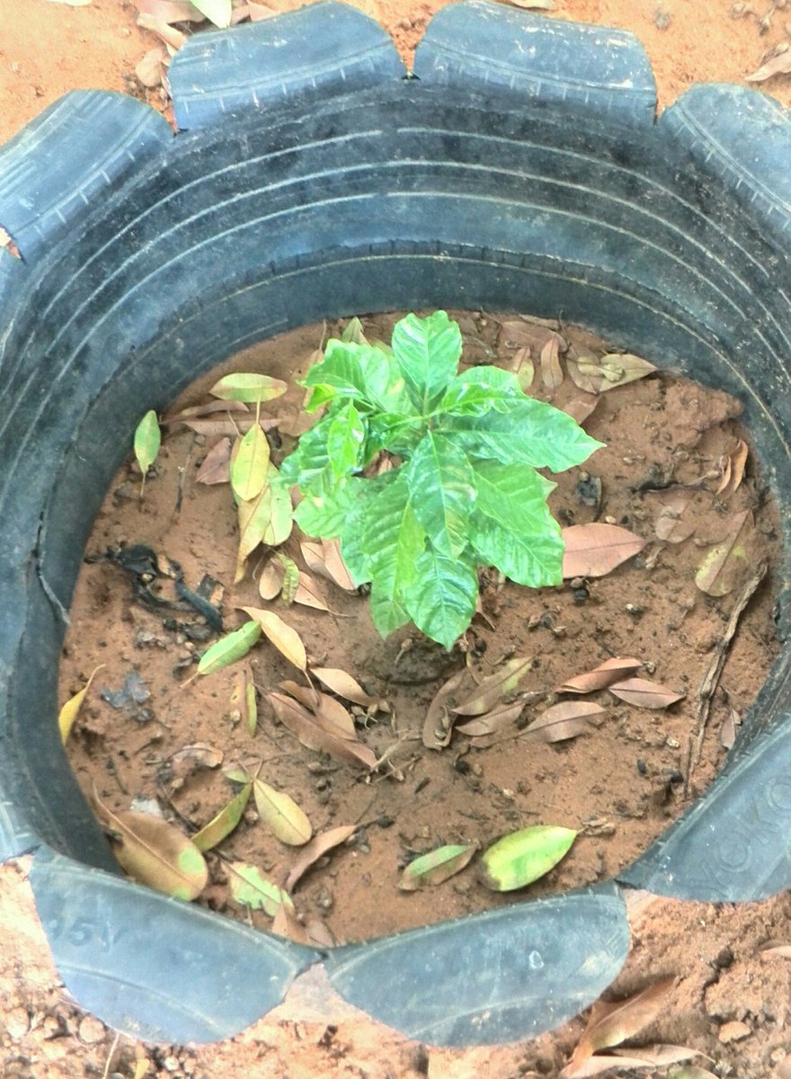 viloriamiguel0's tweet photo. @CafeVenezuelaSA @MinPPAPT @corporacioncafe @AlfredoJMoraA @wcastroPSUV @CafedeVenezuela @Guerrilla_4Feb @BancoAgricolaVe @vicedesarrolloa @capitulocafe @CastanedaRivas En #Zulia los Agrourbanos también sembramos café 🌱 Que buenos consejos pudieran darnos 👊👊✌ #VenezuelaVotaEn4Dias @CvaupZulia @Minppau https://t.co/Jufz6PJmZm
