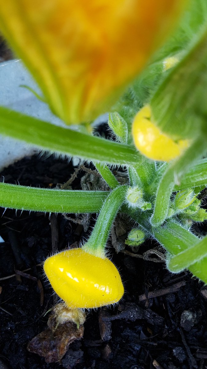 edicityacres's tweet photo. Teeny patty pans coming along nicely! https://t.co/3F3uo4aQLX