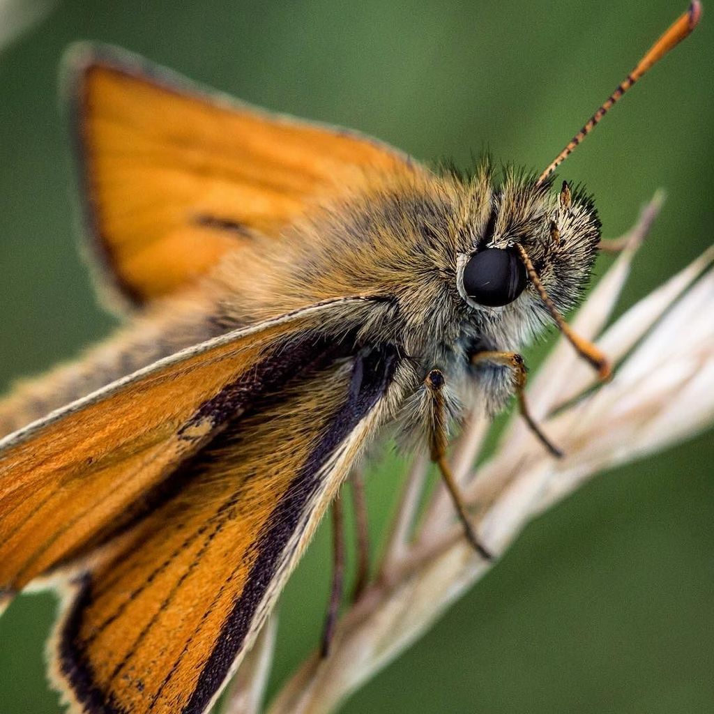 phillips_ben's tweet photo. Small Skipper
(Thymelicus sylvestris)
-
-
#bugoftheday #bugs2017 #macro #macrotography #macrophotography #wiltshir… https://t.co/Vbrqrqz08w https://t.co/CjSEE6IupI
