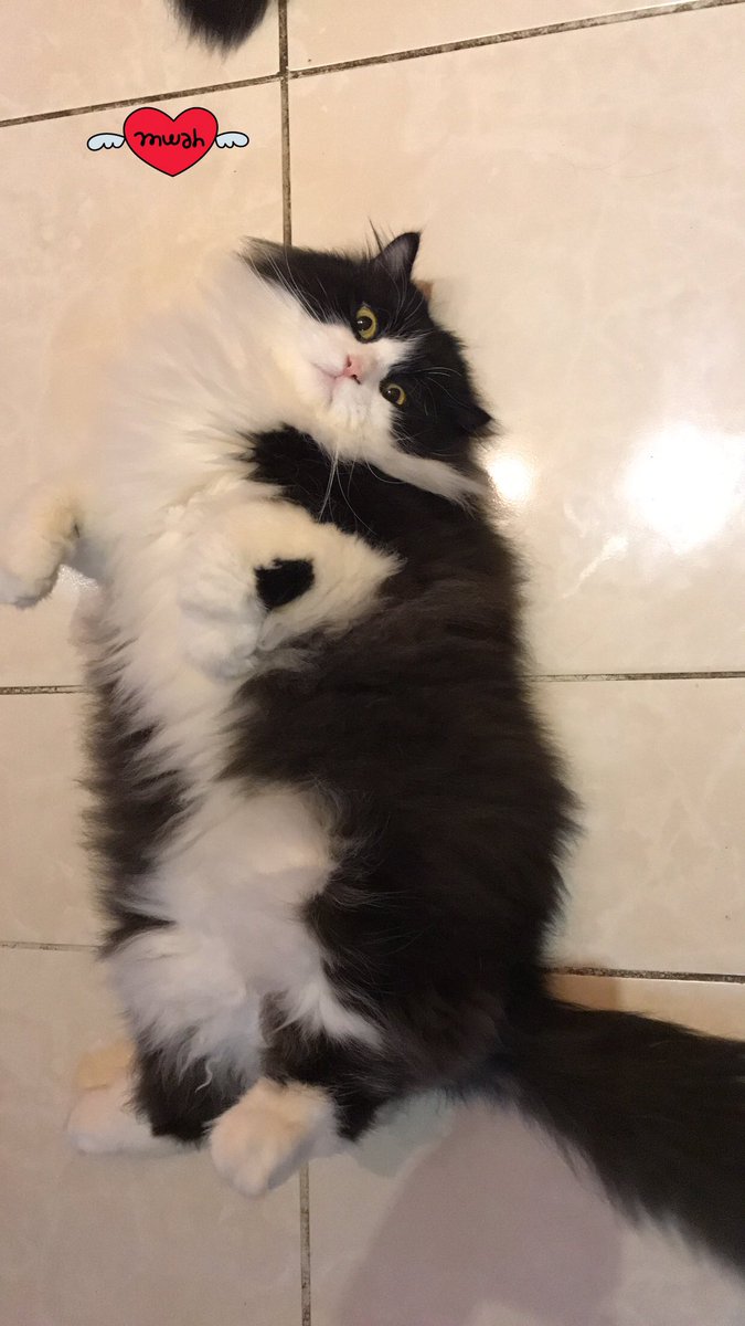 مسا الدلع حبيبي كاسبر😽💕