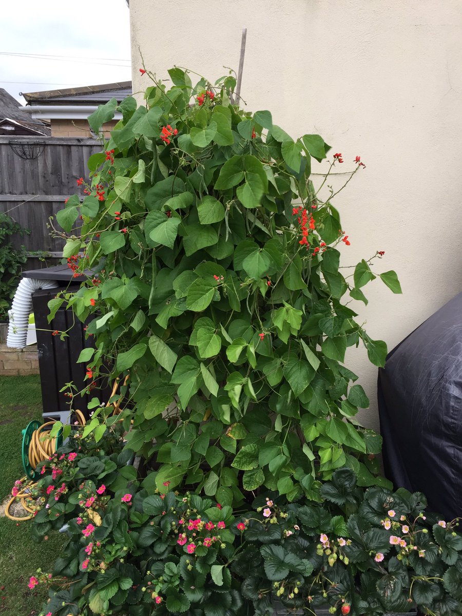 nicktheguitar's tweet photo. @JackieLeonard01 #beanWars disaster! So many beans the top 2 foot snapped off!! https://t.co/Ee6oVjLdEe
