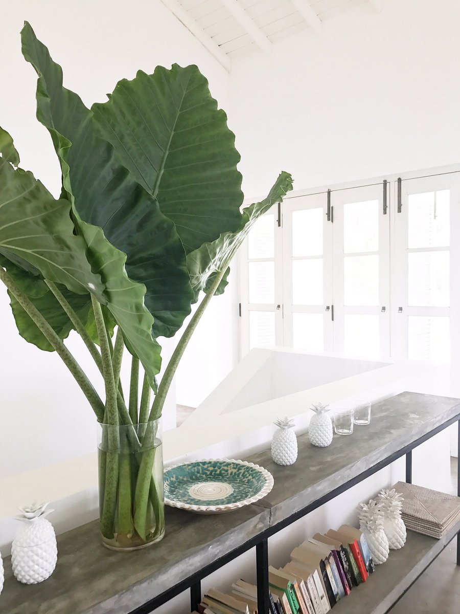 Tropical state of mind🌴
 #travel #wanderlust #dametravel #traveldiaries #arabellaonboossa #srilanka #travelgoals #travelmore