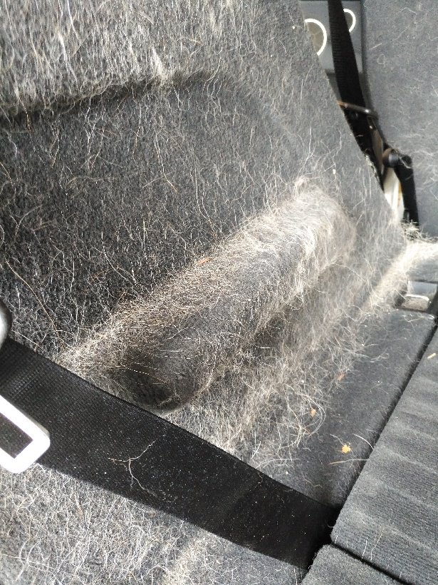olpcarcare's tweet photo. Got a pet need a carpet clean book your appointment today at 519-639-0566 or email at olpcarcare@gmail.com #cleancar #carcare #londonontario https://t.co/wvCmwIYWnt