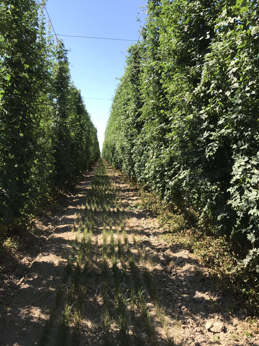 AgronomyChad's tweet photo. Hop farm tour. #goodingfarms #beer #hops https://t.co/TUpgHqMqOt