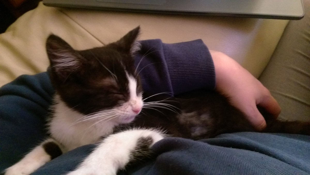 OlsenSuzanne's tweet photo. #culprit #kittensitting 
She is as tiny and cute as she is an annoying extraversion. 14 days to go! #luckily https://t.co/P13m5wrtZ6